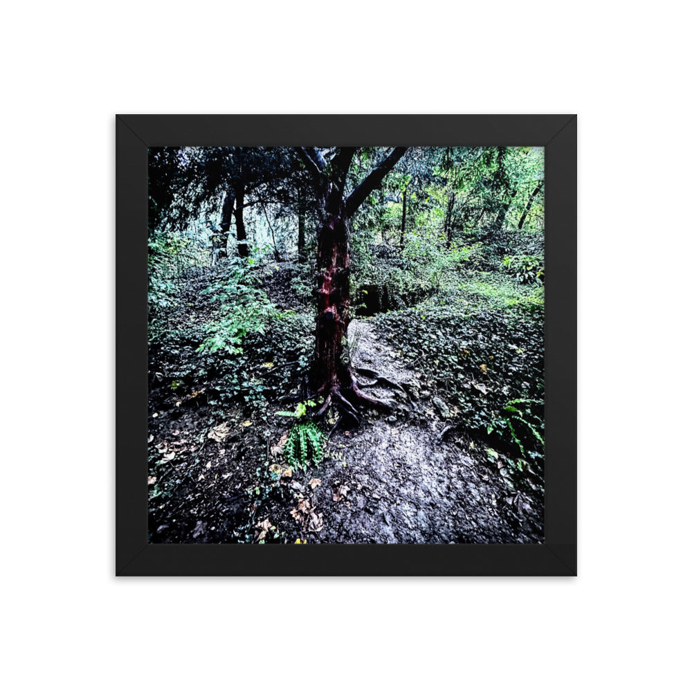 Framed Tree in French Forest