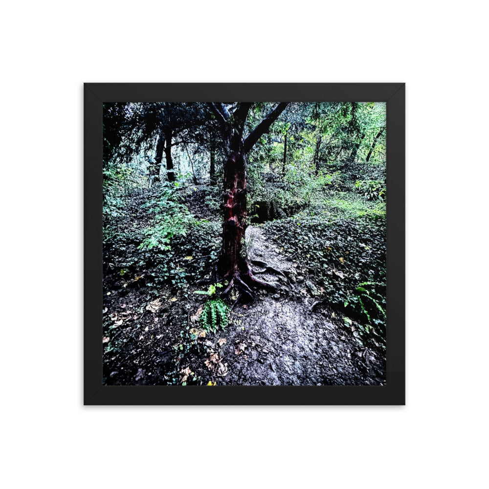 Framed Tree in French Forest