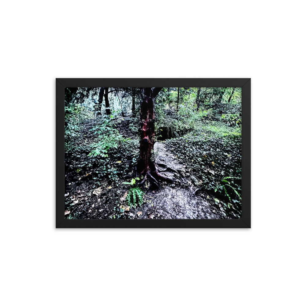 Framed Tree in French Forest