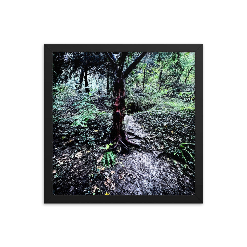 Framed Tree in French Forest