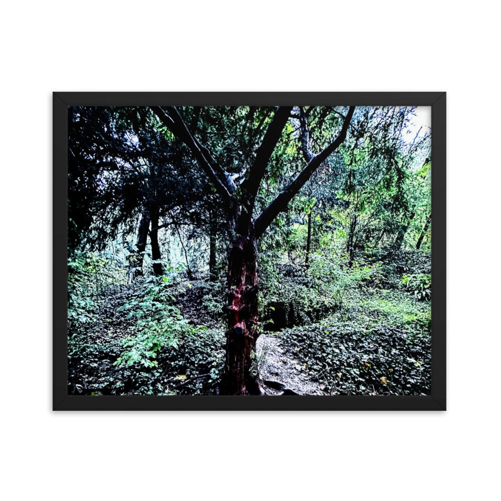 Framed Tree in French Forest