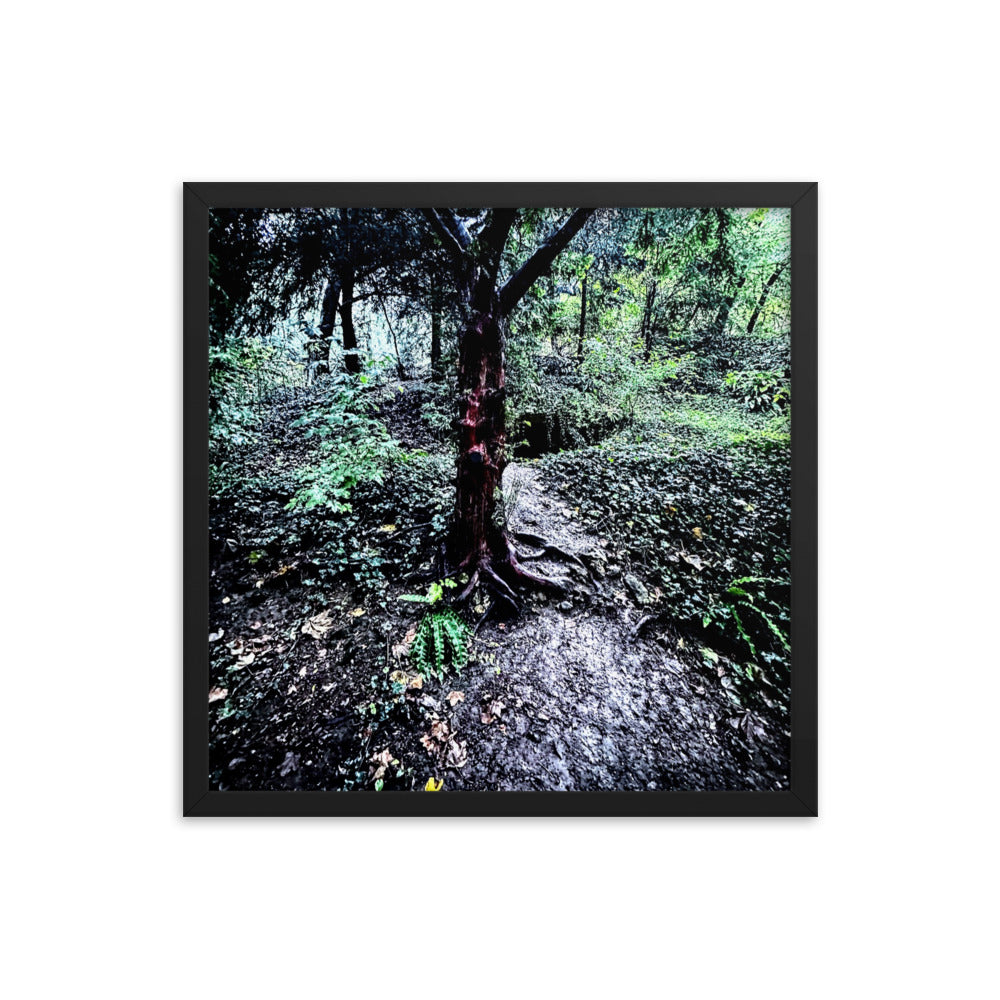 Framed Tree in French Forest