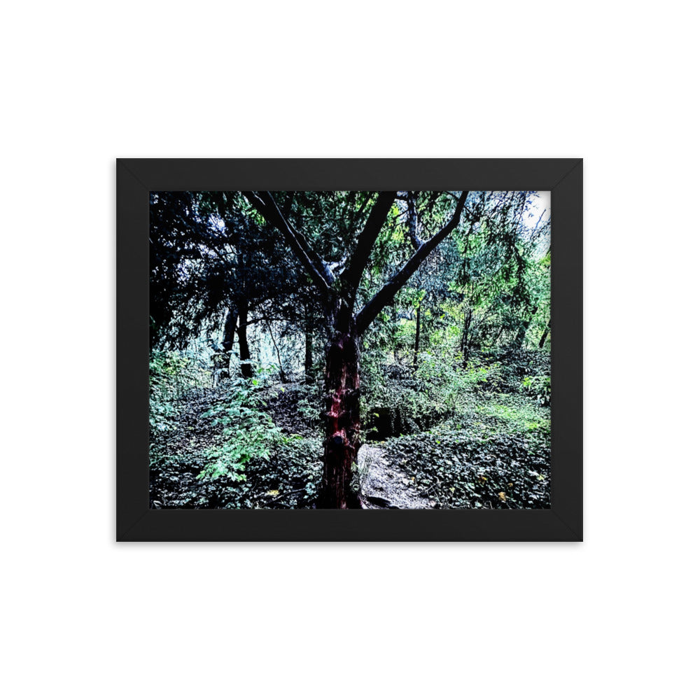 Framed Tree in French Forest