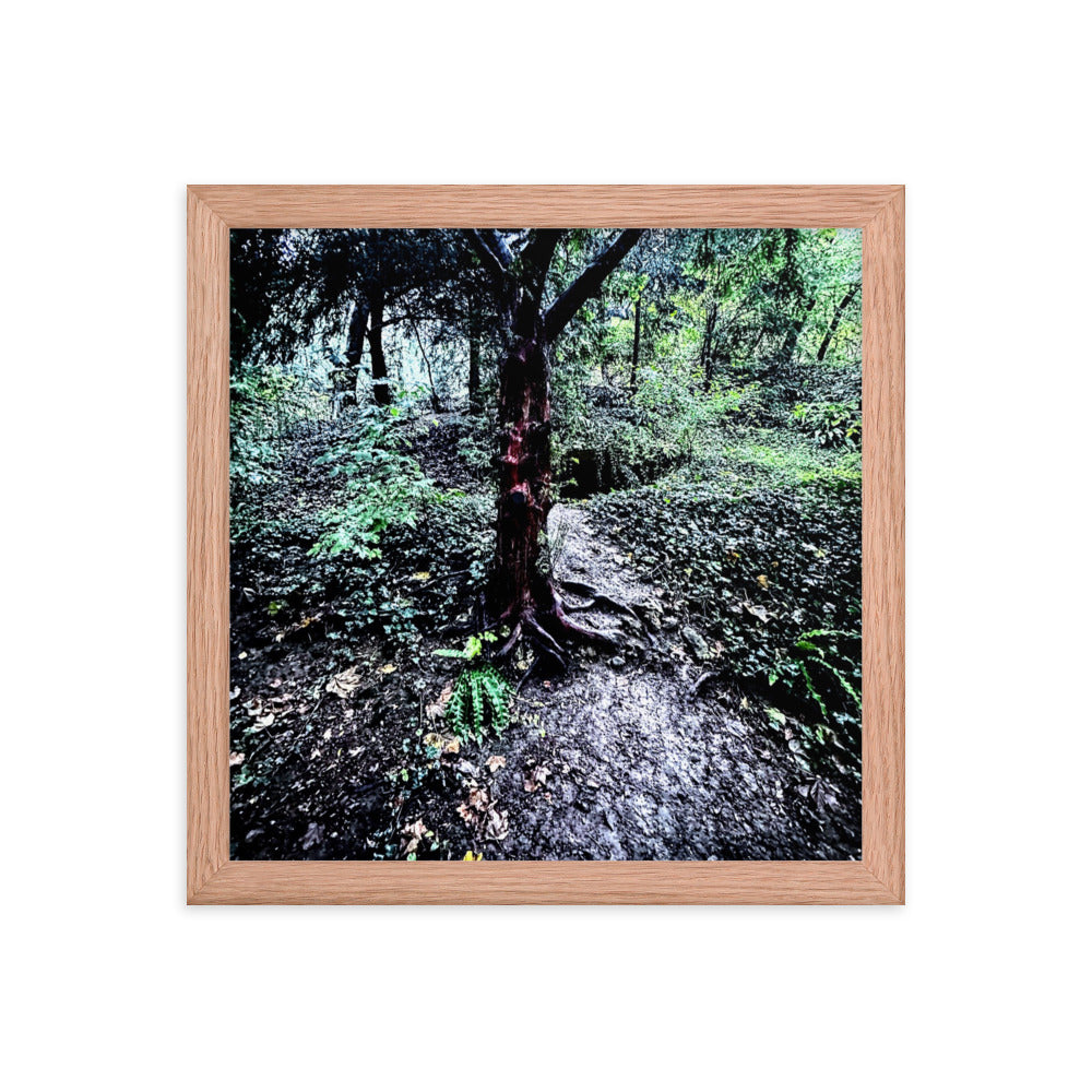 Framed Tree in French Forest