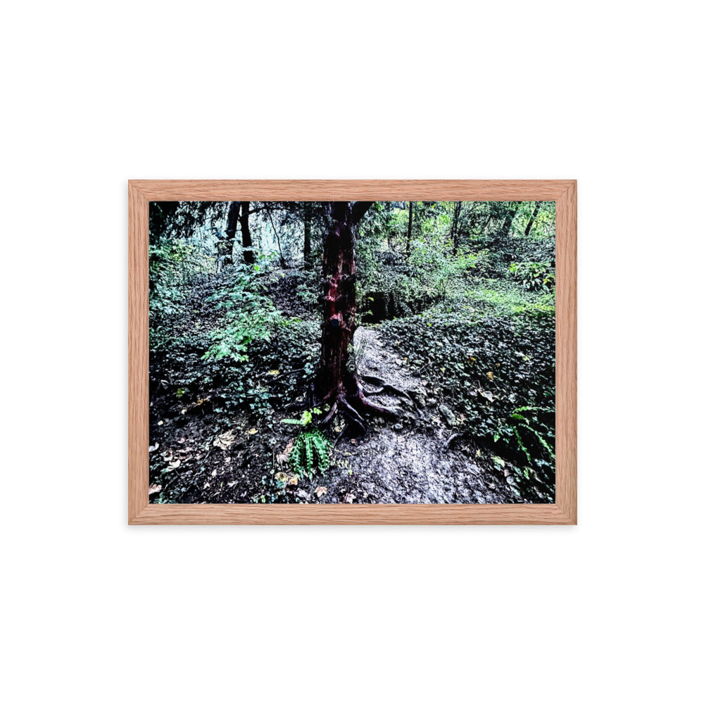 Framed Tree in French Forest