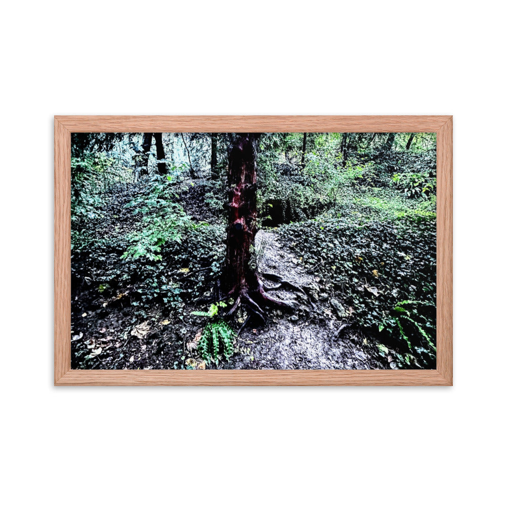 Framed Tree in French Forest