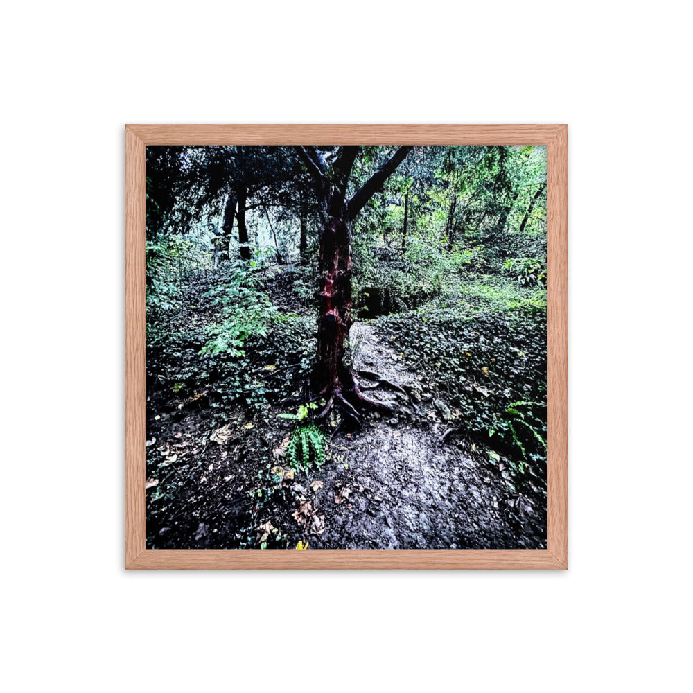 Framed Tree in French Forest