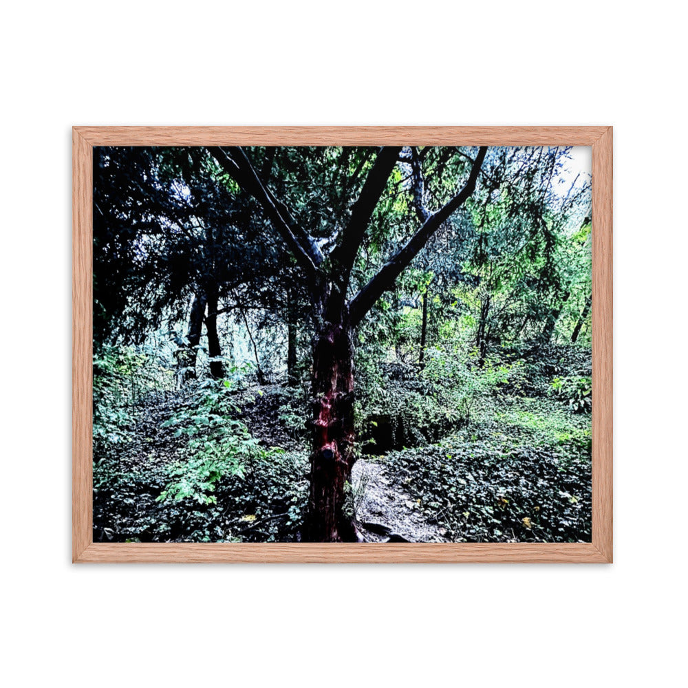 Framed Tree in French Forest