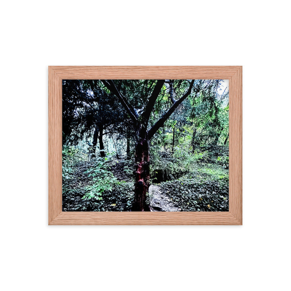 Framed Tree in French Forest