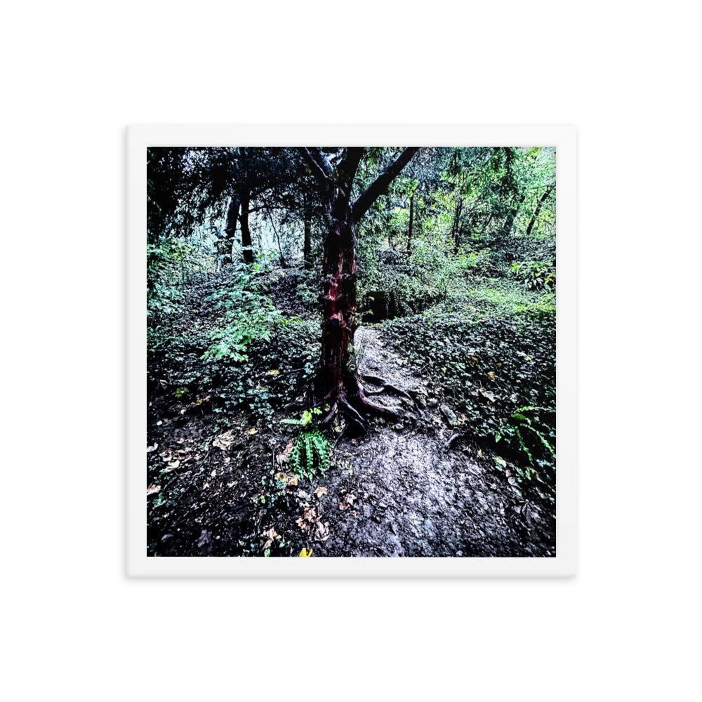 Framed Tree in French Forest