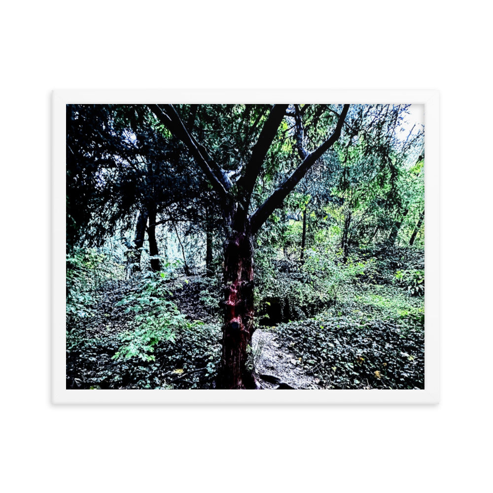 Framed Tree in French Forest