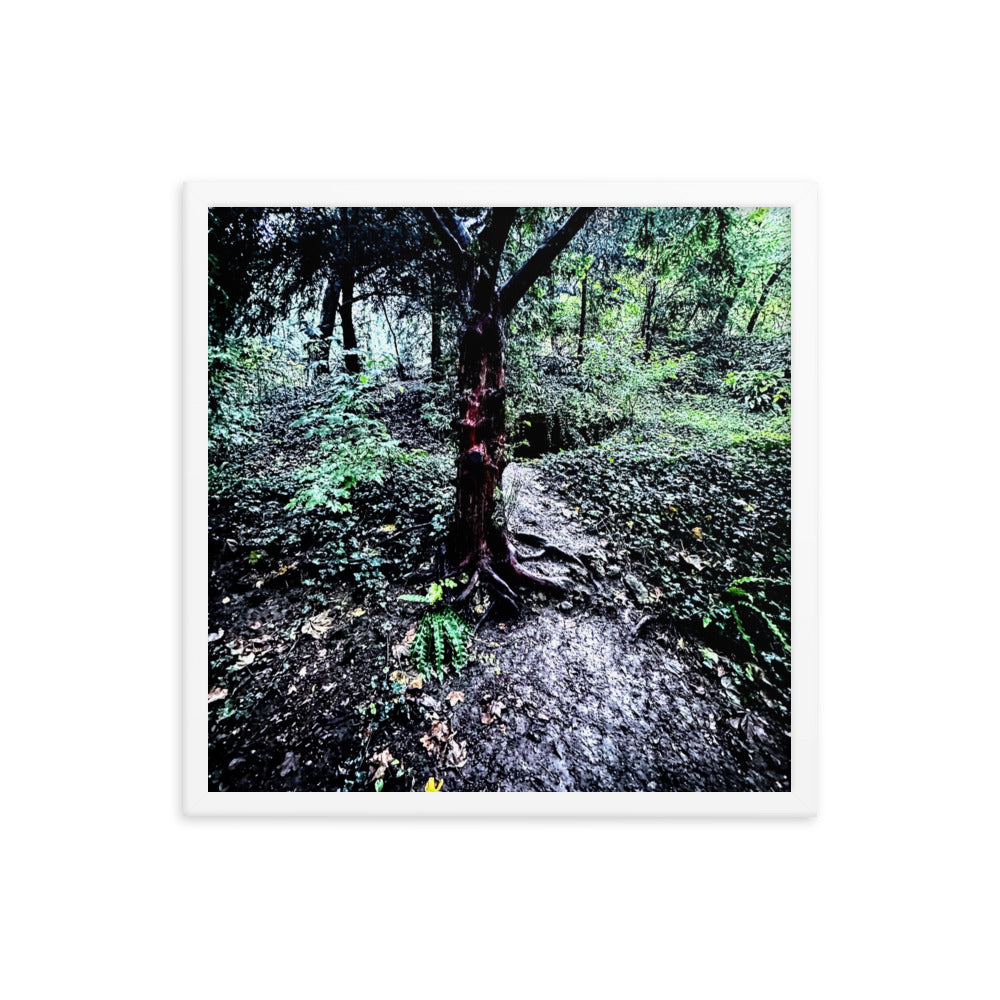 Framed Tree in French Forest