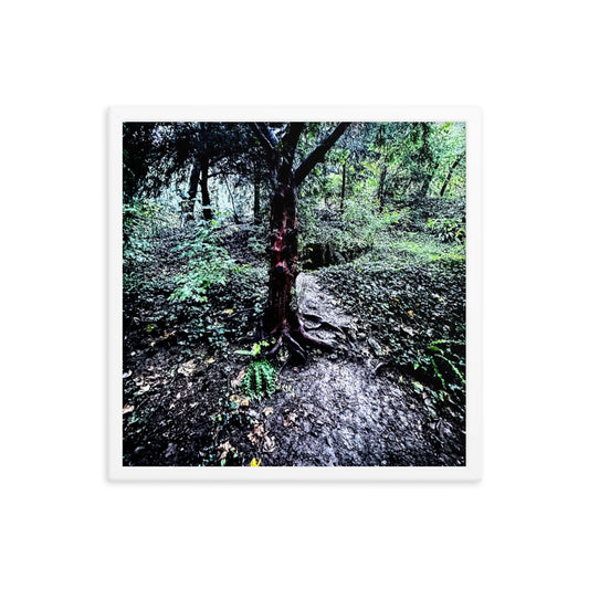 Framed Tree in French Forest