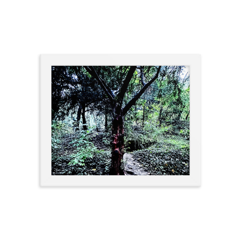 Framed Tree in French Forest